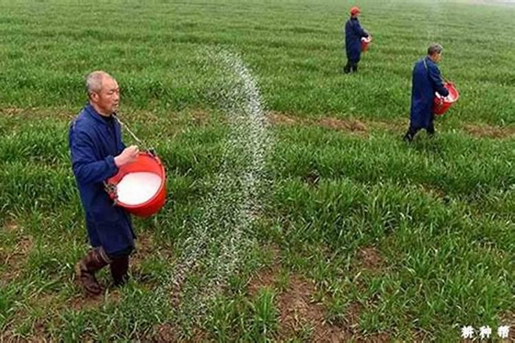 春季小麦施什么肥合适