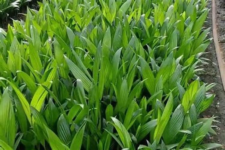 槟榔底肥如何施肥最好呢？