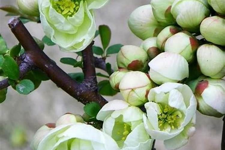 普美斯水溶肥最忌三种东西