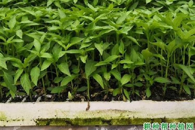 种植辣椒,如何施肥？