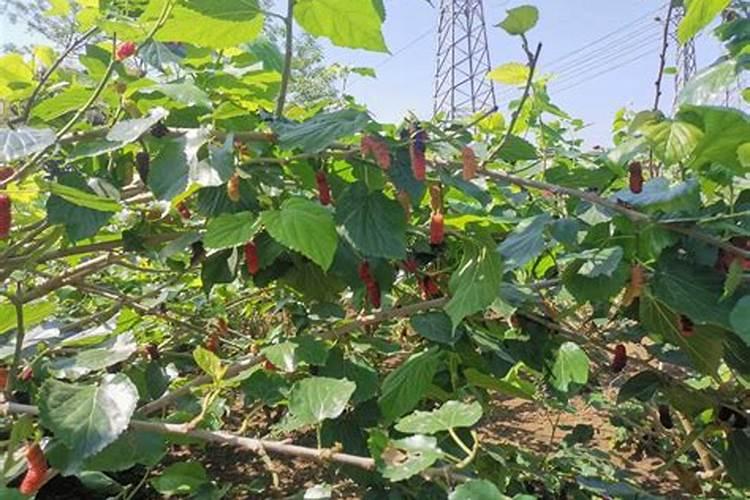 桑葚树浇什么肥果会甜