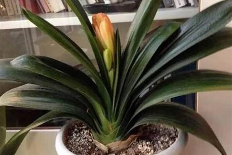 君子兰用什么肥料最好？