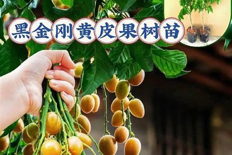 寡糖链生物学功能