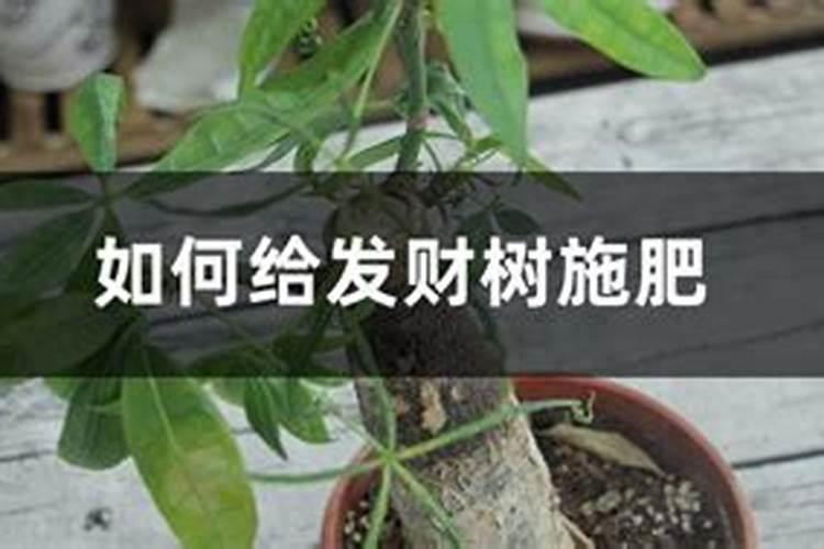 发财树用什么肥料最好