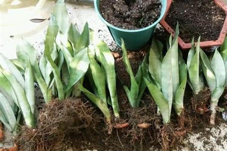 养花可以用化肥吗有毒吗 养花的绿叶宝化肥有毒吗