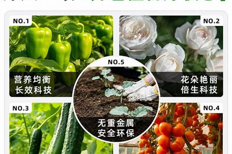 复合肥如何给植物使用