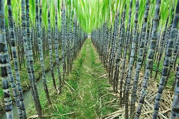 甘蔗最好施什么肥料