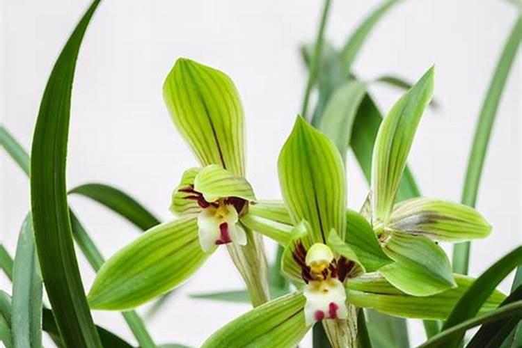 兰花可以施肥复合肥吗