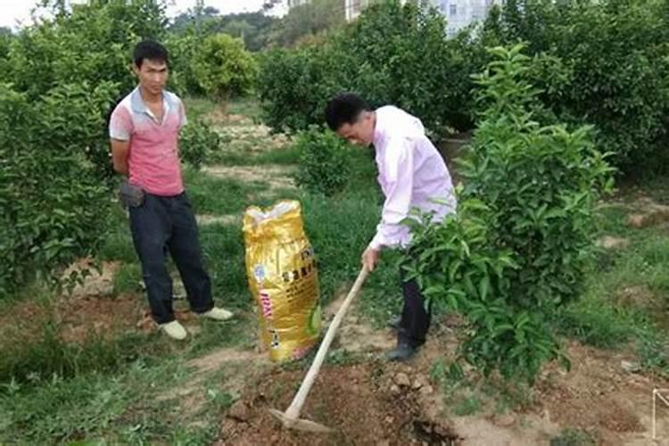 幼树阶段的施肥方法有哪些？