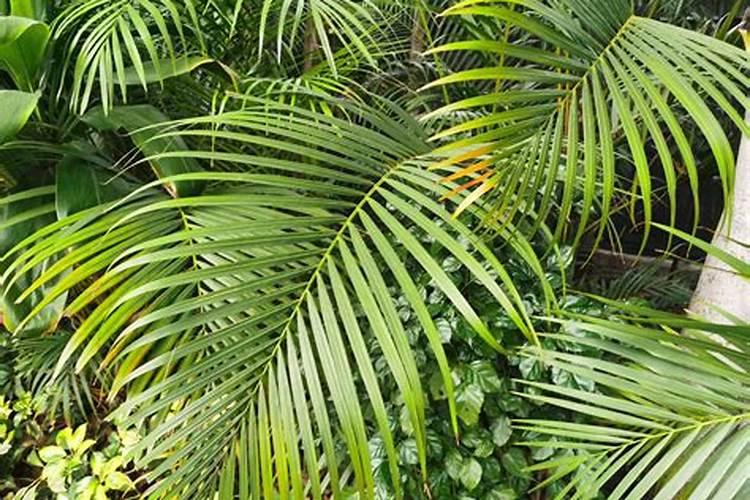 散尾葵浇什么肥料合适