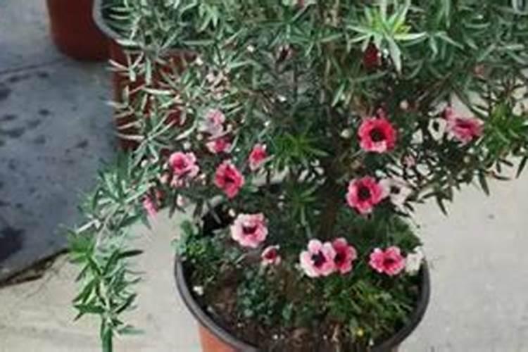 花卉叶面肥使用方法