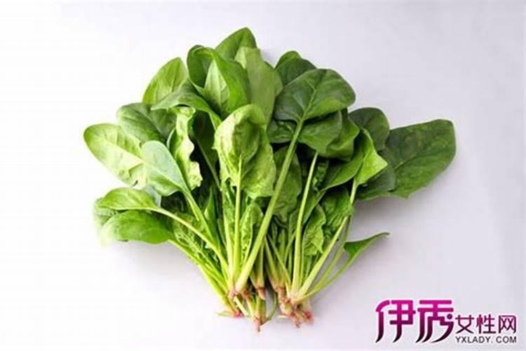 月季花施什么肥料较好