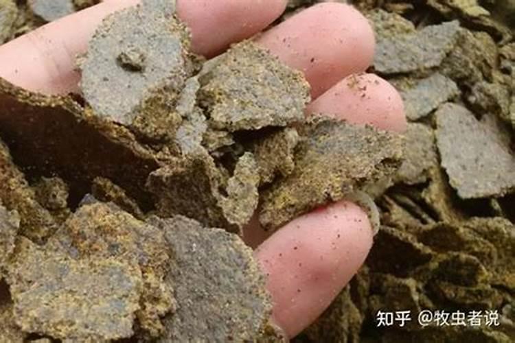 鸡蛋壳如何做花肥