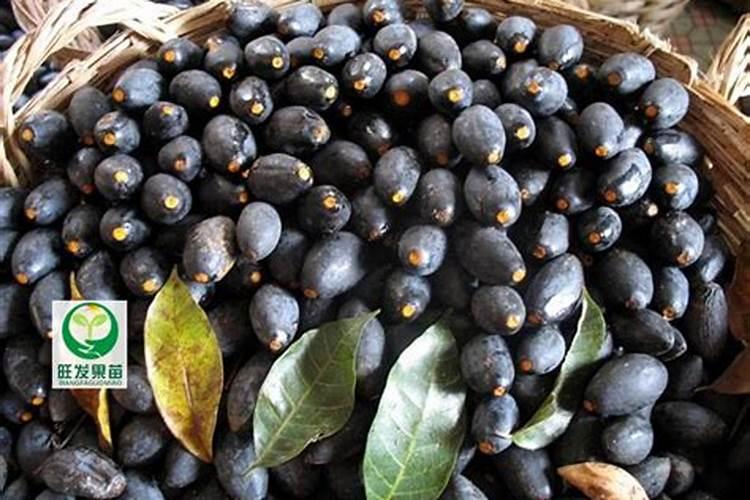 氨基酸肥和腐殖酸肥,哪种生根肥料效果好？