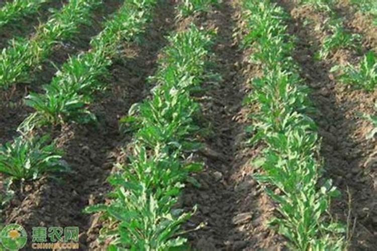 世界知名水溶肥有哪些？