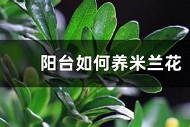 磷酸二氢钾叶面肥在米兰花的使用方法