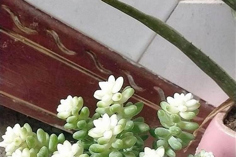 玉缀多肉怎么养爆盆