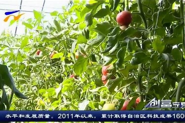 中国水溶肥十大品牌