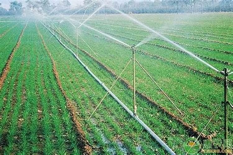 磷酸二氢钾可以灌根吗 磷酸二氢钾喷叶好还是灌根好