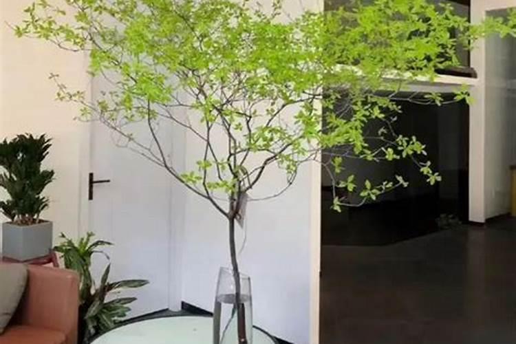 罗汉松什么时候施肥