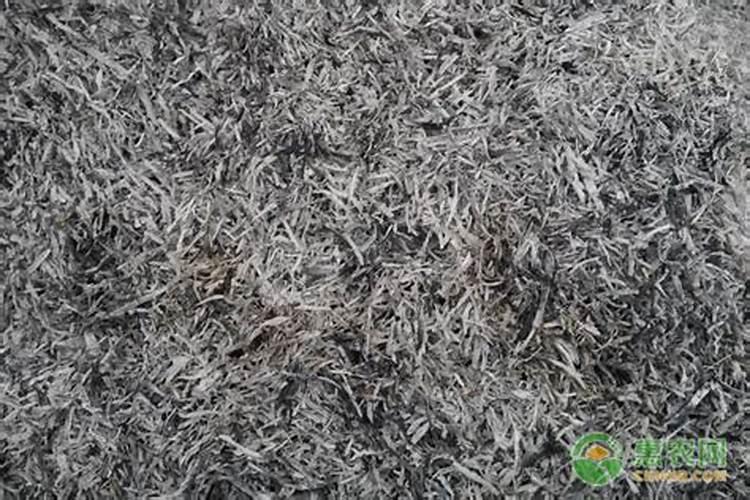 水稻得了苗叶瘟叶片发黄不生长要怎么办