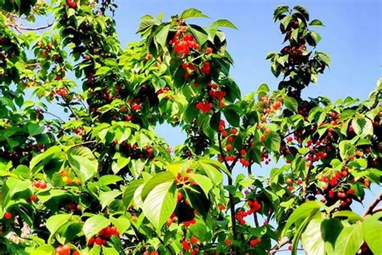 大棚樱桃高产关键技术及套种作物介绍!