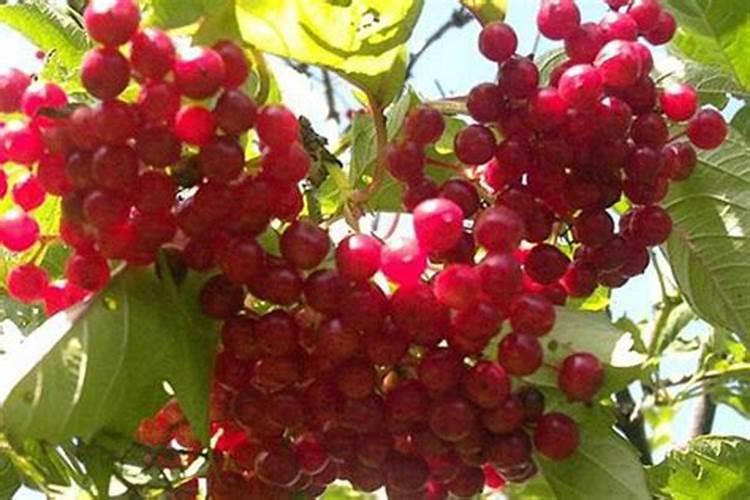 樱桃树底肥放什么肥好(底肥施用方法)