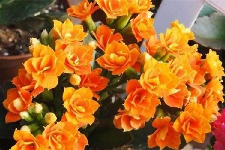 长寿花秋季可施氮肥吗