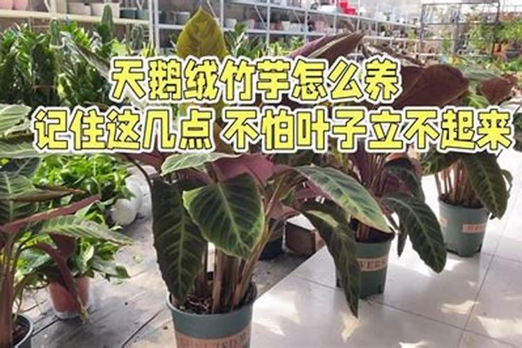 竹芋怎么养长的好