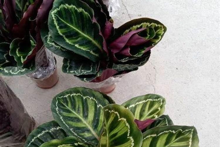 竹芋施什么肥最好