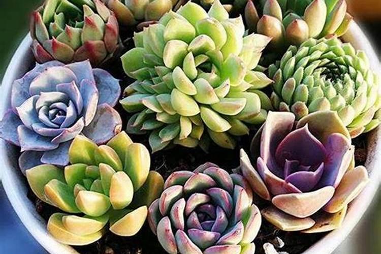 幸福树刚买来为什么叶子蔫了？