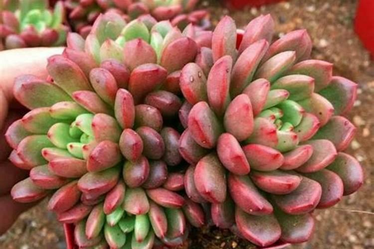 缓释液体氮肥有效果吗,液体氮肥的使用方法