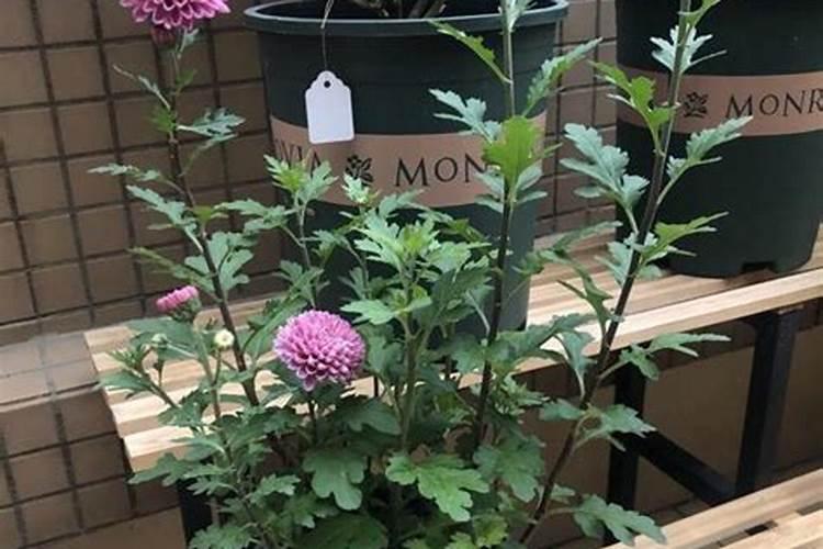 恶霉灵叶面喷施有效吗