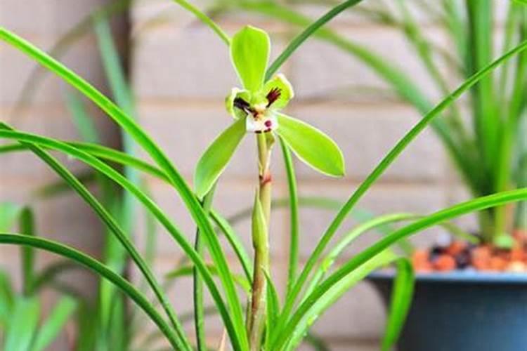 春季兰花如何施肥