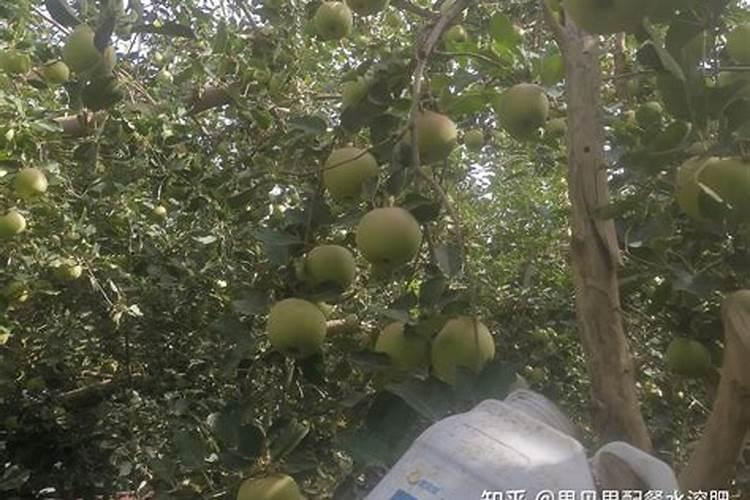 怎么种植和管理西瓜？