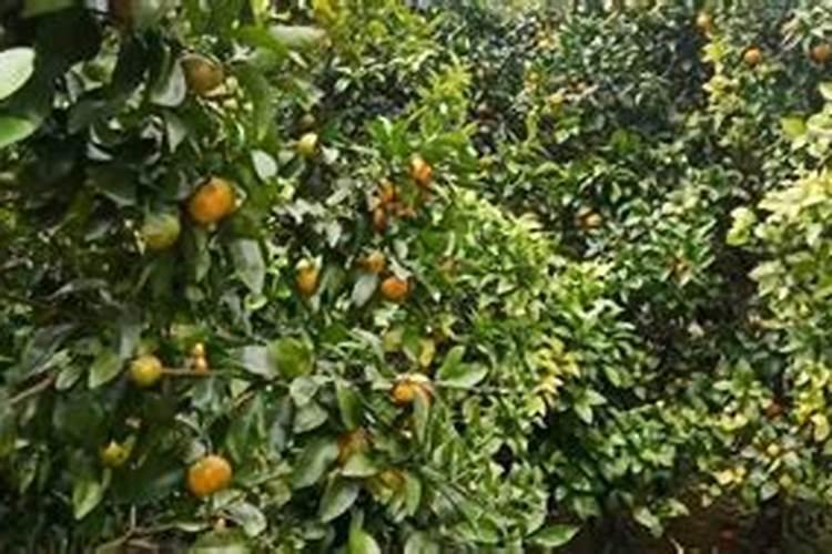 桔子树冬天施什么复合肥好