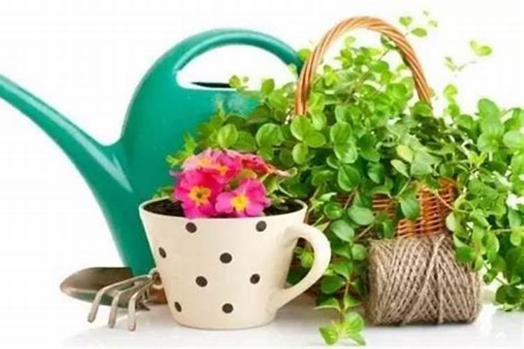 哪些植物需要钾肥