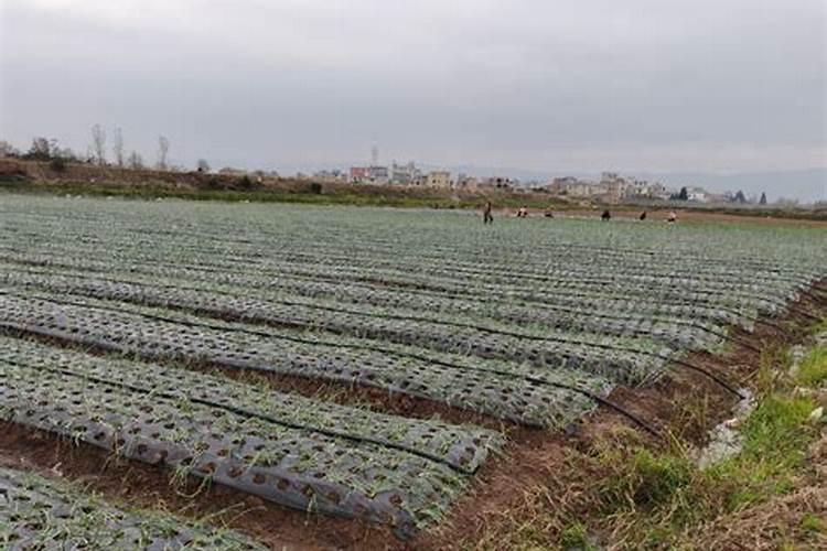 小葱用什么肥料长得快(种小葱需要喷施什么叶面肥)