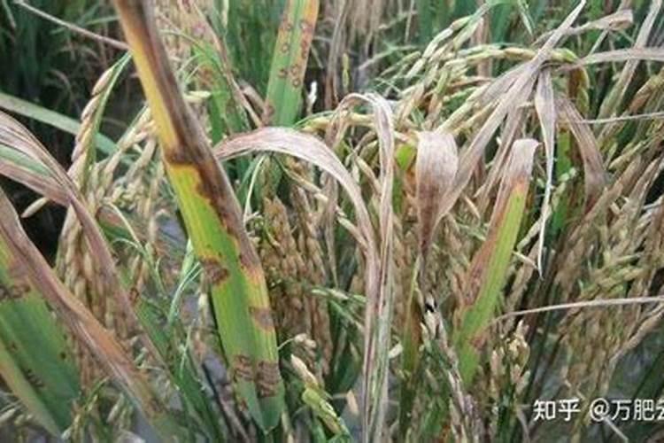 钾肥保质期是几年