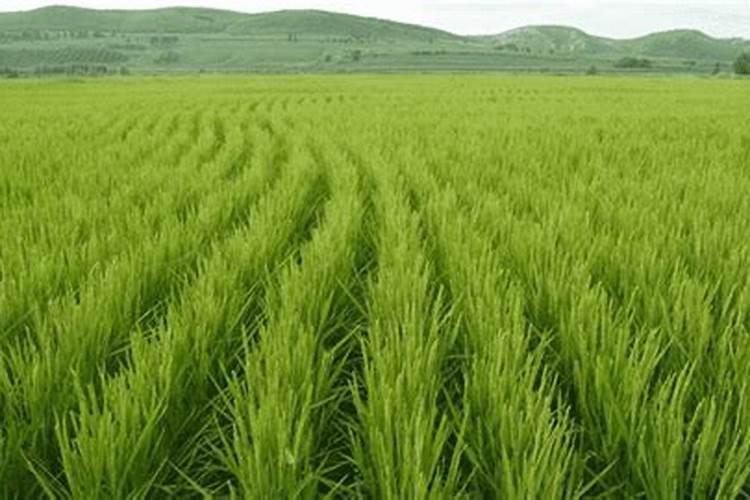 水稻怎样施肥能高产