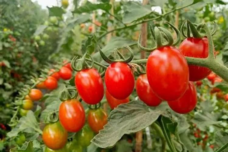 三角梅花期后如何养护复花快