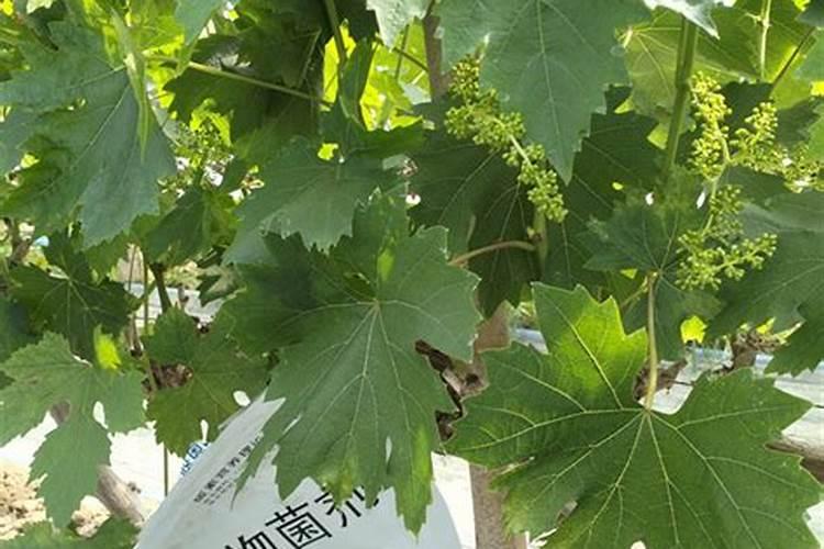 水稻钾肥什么时间施