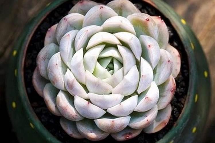 多肉浇什么肥水最好