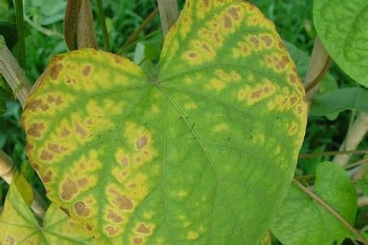 豆角用什么肥料效果好(种植豆角结果期需要什么叶面肥)