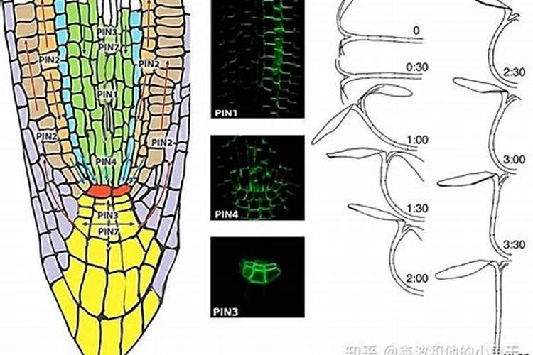 千万别让“生根剂”变成“死根剂”!