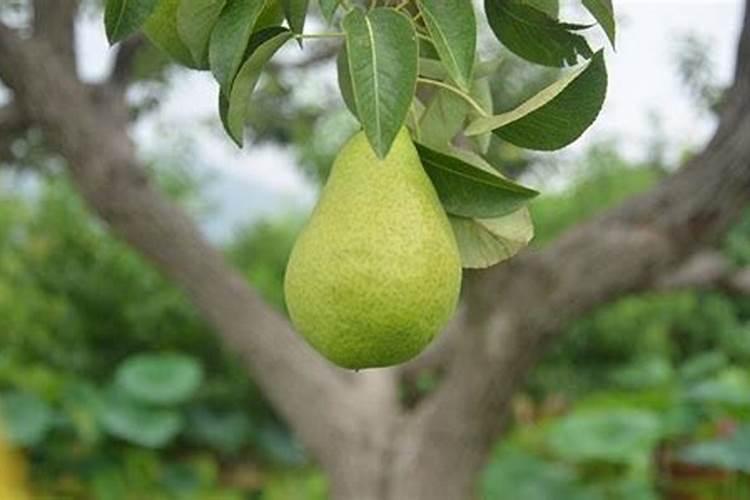 库尔勒香梨开花前期打什么(营养药