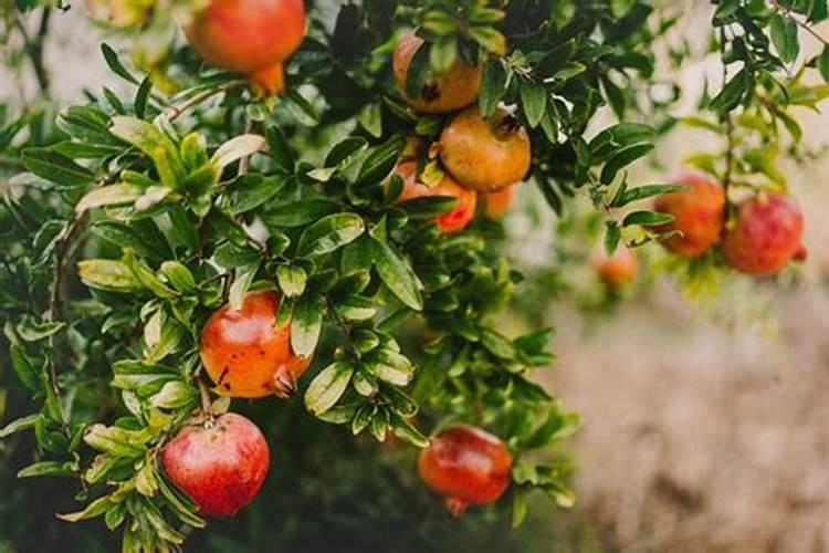 石榴树施什么肥最好