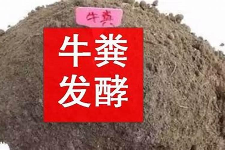 盆养花树木掉叶子是什么原因