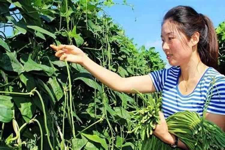 豆角最好的叶面肥