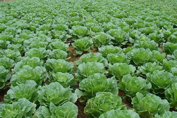 大白菜可以追尿素吗 大白菜高温干旱的防止措施有哪些
